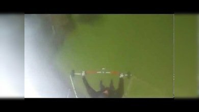 Llega a casa volando y entra por la ventana