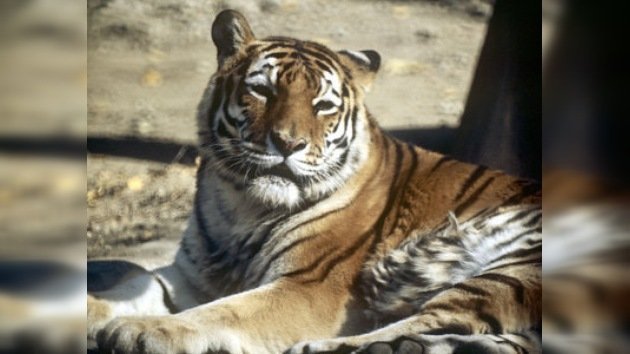 Los tigres rusos ayudarán a los iraníes a sobrevivir