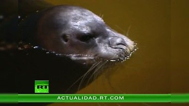 Provincia de Múrmansk. (parte 3)