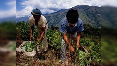 Perú le hace sombra a Colombia en cultivo de hoja de coca