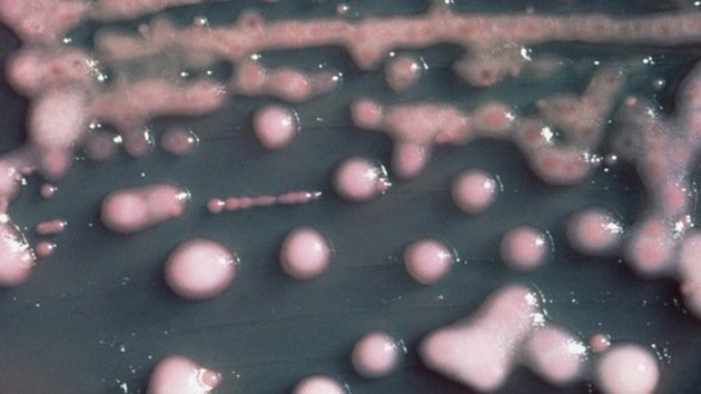 La 'bacteria pesadilla' marca el auge de un mundo sin antibióticos
