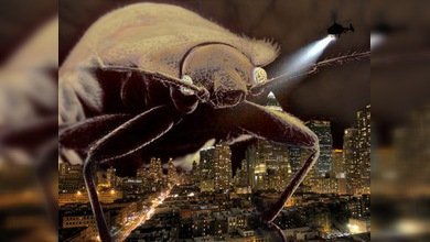 A la cama con chinches