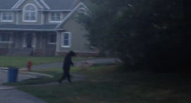 Encuentran a un oso que camina como los humanos