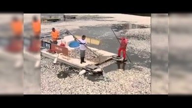 Miles de peces muertos en el lago principal de Rio de Janeiro
