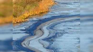 Las bacterias marinas podrían 'limpiar' el golfo de México 