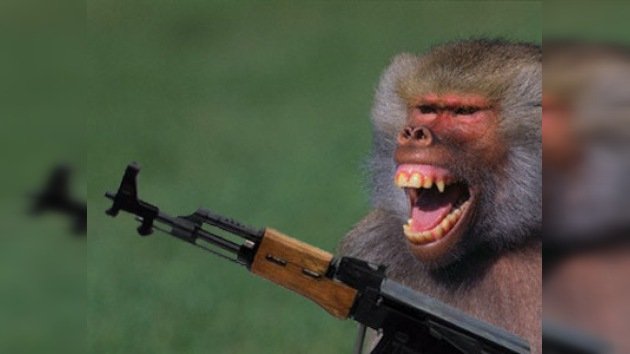 Los talibanes preparan un ejército de monos armados con Kaláshnikov