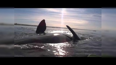 Experiencia increíble: Ballena levanta un kayak con dos personas a bordo