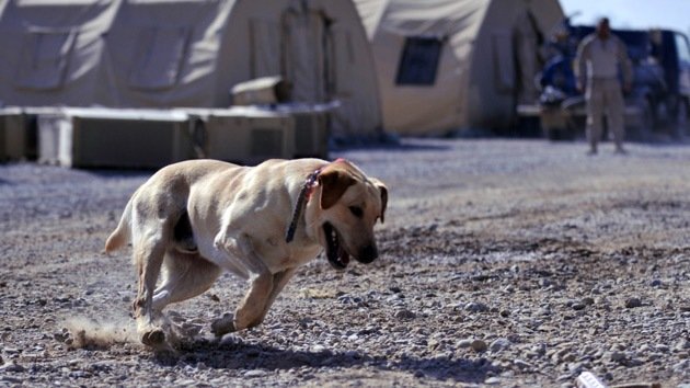 Perros antitanque, gatos espía y un oso soldado: La guerra es cosa de animales