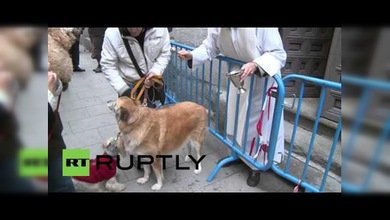 Las mascotas reciben la bendición de su patrón, San Antón
