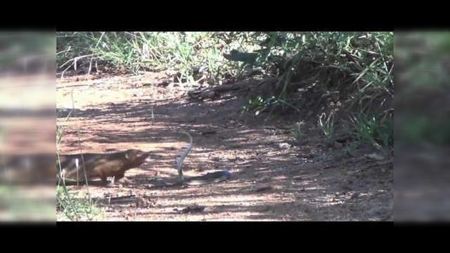 Combate a vida o muerte entre una mangosta y una mamba negra