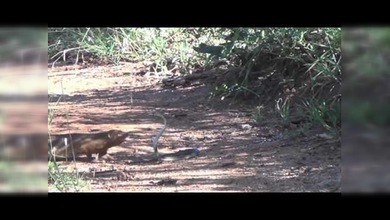 Combate a vida o muerte entre una mangosta y una mamba negra