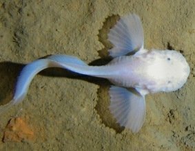 La fosa de Perú-Chile, llena de insólita vida submarina 