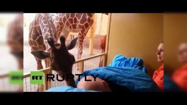 Jirafa da un beso de despedida a un empleado moribundo del zoológico
