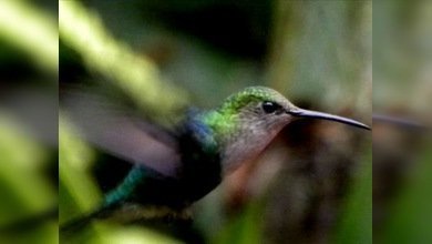 Las especies desaparecen más rápido que evolucionan