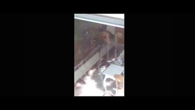 Extraña sorpresa: encuentran un puma dentro de una casa en Chile