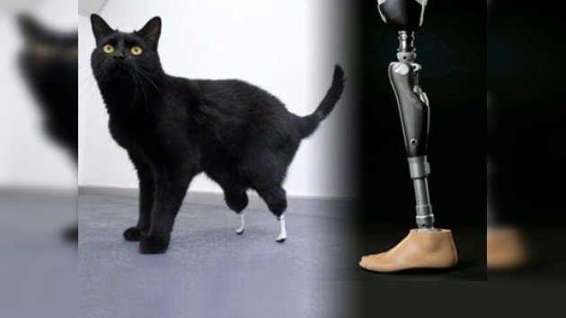 Óscar, el primer gato biónico