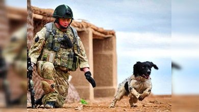 Un perro rastreador muere de pena tras el fallecimiento de su dueño