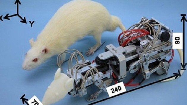 Japón crea una rata-Terminator que 'vuelve locos' a los ratones de laboratorio