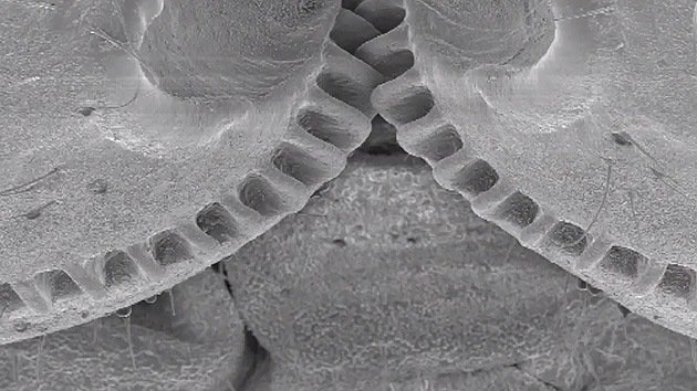 Video: El cuerpo de un insecto esconde el principio del engranaje