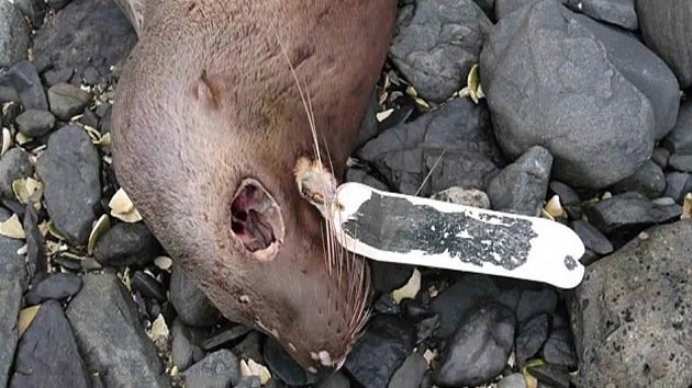 Muerte masiva de animales en Alaska, ¿huellas de Fukushima?