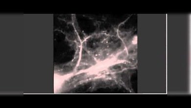 Increíble video: La formación de los recuerdos en el cerebro