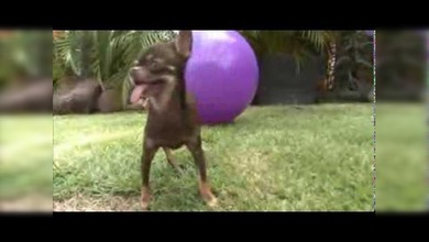 Conozcan a Milly, el perro más pequeño del mundo