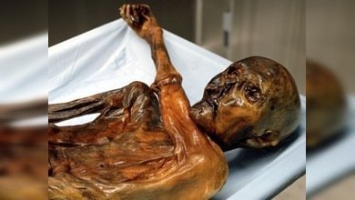 Descifrado el código genético del 'hombre de hielo'