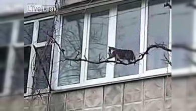 La gata que huye de los atajos