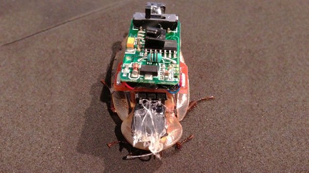Video: Crean una cucaracha cibernética controlada por Twitter