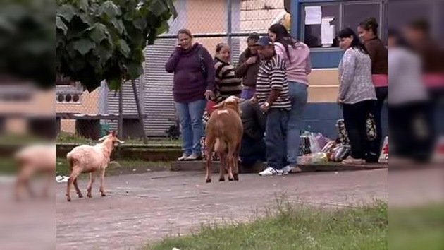 Un carnero aterroriza un barrio brasileño