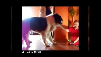 Un gran perro con pánico a las alturas