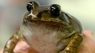 "Reanimación de zombis": Clonan embriones de una especie extinguida hace tres décadas