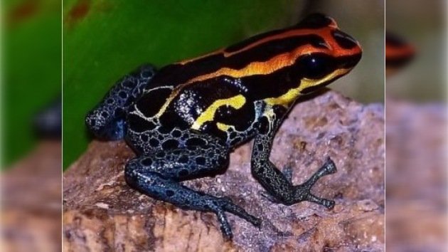 1200 nuevas especies recientemente halladas en el Amazonas