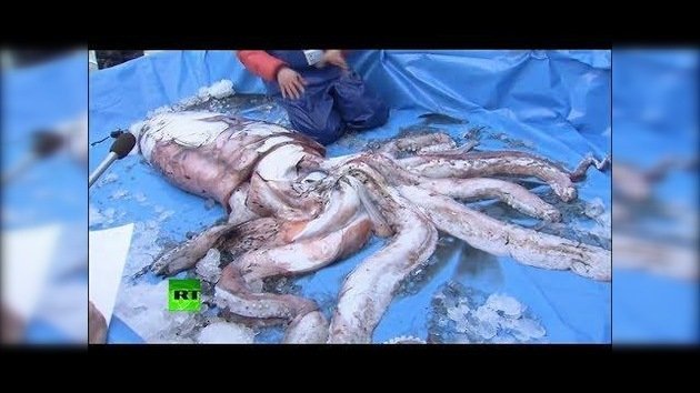 Un calamar gigante de más de tres metros es hallado en Japón