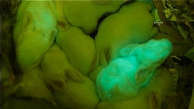 Conejos fluorescentes: ¿La clave para la cura de enfermedades genéticas?