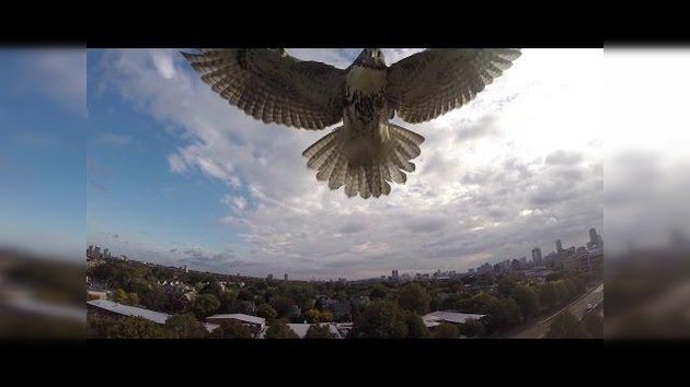 Duelo a vista de pájaro: Un halcón derriba un cuadricóptero en pleno vuelo