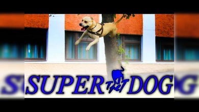 El superperro TreT