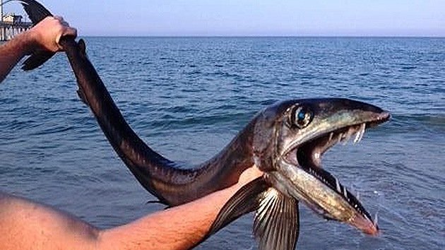 Hallan un pez muy infrecuente de aguas profundas varado en la costa de EE.UU.