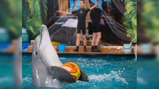Los delfines 'derriten' Moscú