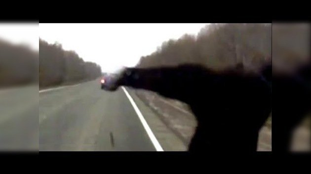 Tremendo choque entre un oso y un camion en una carretera de Rusia