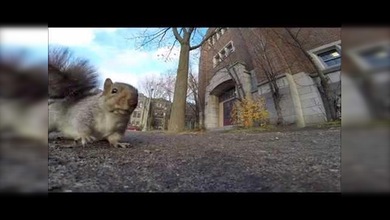 Ardilla ‘roba’ una GoPro y se convierte en un camarógrafo