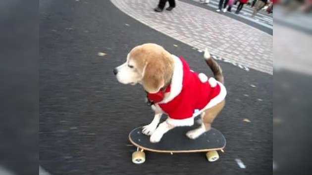 El Papá Noel canino prefiere el patinete a los renos