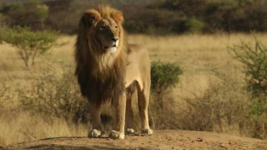 Hay amores que matan: Un león ataca a una joven cuando ella intentó besarle