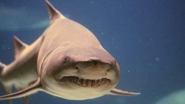 Más valioso vivo que muerto: Un tiburón puede generar un 'mar' de beneficios
