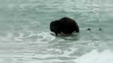 Elefante ‘bebé’ juega en el océano