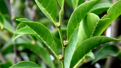 Hallan en Filipinas una nueva especie de planta que se alimenta de níquel