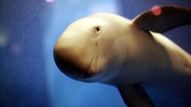 ¿El fin del delfin chino? Los manatíes del río Yangtsé, en peligro de extinción
