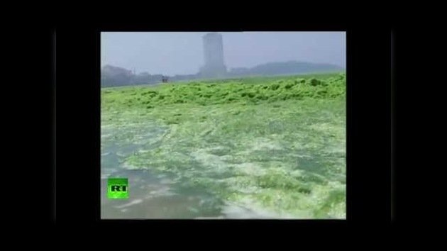 Una viscosa alga verde invade una playa de China