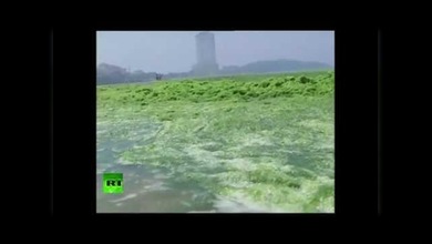 Una viscosa alga verde invade una playa de China