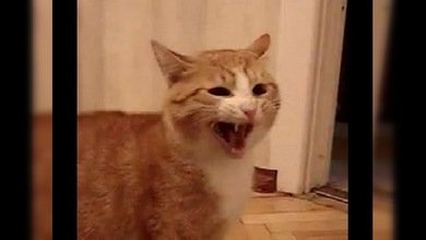 Un gato grita como Godzilla a otro felino que le golpea